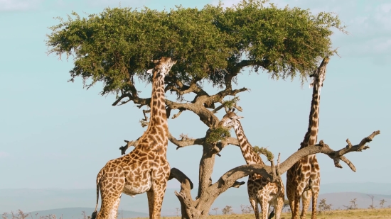 Tree, Giraffe, Woody Plant, Landscape, Sky, Park