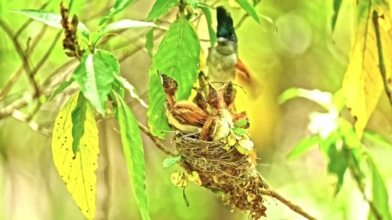 Tree, Insect, Plant, Woody Plant, Leaf, Flower