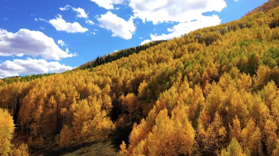 Tree, Landscape, Autumn, Sky, Vascular Plant, Reed