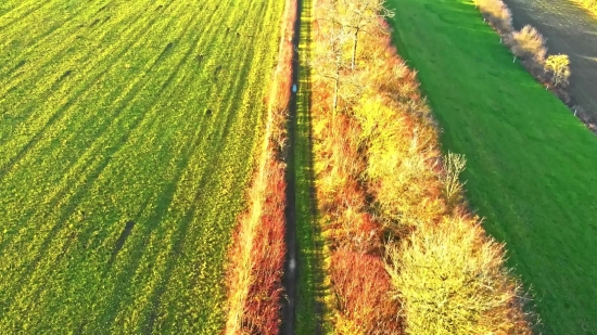 Tree, Landscape, Autumn, Woody Plant, Plant, Fall