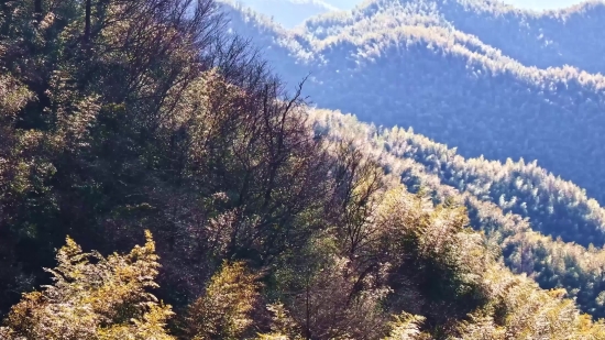 Tree, Landscape, Forest, Mountain, Fir, Trees