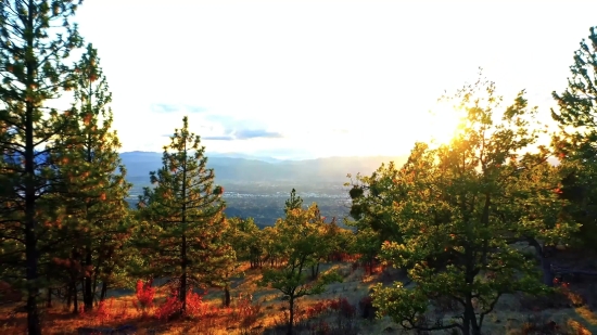 Tree, Landscape, Forest, Sky, Trees, Woody Plant