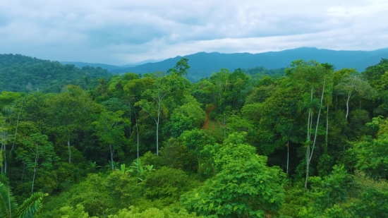 Tree, Landscape, Forest, Woody Plant, Mountain, Sky