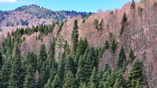 Tree, Landscape, Mountain, Forest, Fir, Vascular Plant