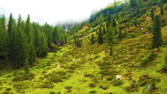 Tree, Landscape, Mountain, Forest, Highland, Mountains