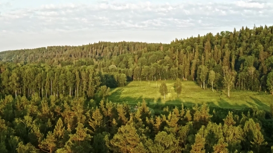 Tree, Landscape, Mountain, Sky, Forest, Plant