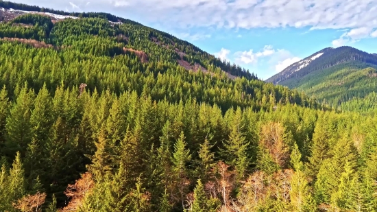 Tree, Landscape, Mountain, Vascular Plant, Mountains, Woody Plant