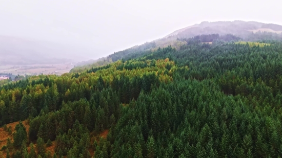 Tree, Landscape, Mountain, Woody Plant, Forest, Sky