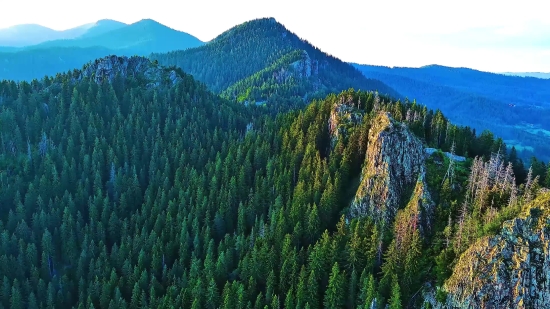 Tree, Landscape, Mountain, Woody Plant, Mountains, Willow