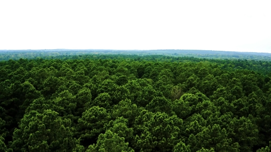 Tree, Landscape, Plant, Sky, Forest, Tea