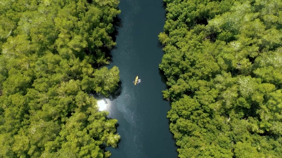 Tree, Landscape, Woody Plant, Water, River, Broccoli