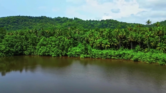 Tree, Landscape, Woody Plant, Water, Vascular Plant, River