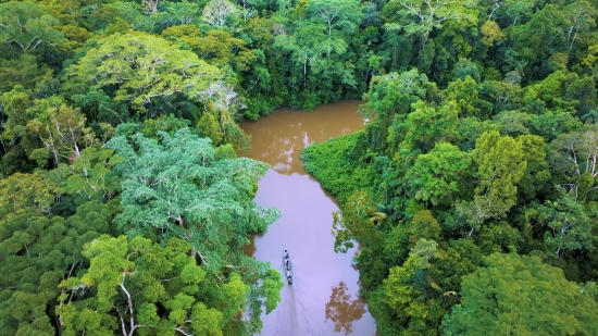 Tree, Parsley, Landscape, Forest, Woody Plant, River