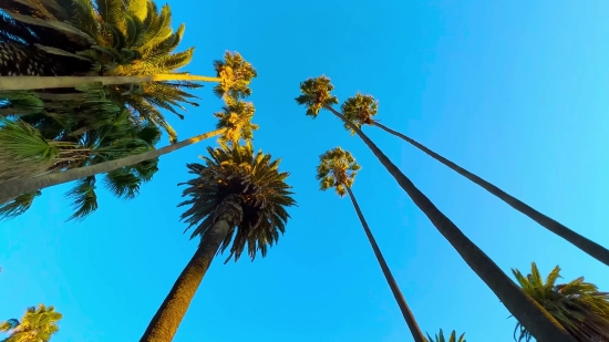 Tree, Plant, Palm, Sky, Woody Plant, Vascular Plant