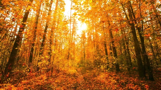 Tree, Poplar, Forest, Autumn, Woody Plant, Trees