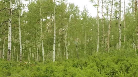 Tree, Poplar, Forest, Woody Plant, Birch, Landscape