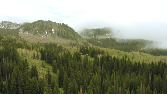 Tree, Range, Landscape, Mountain, Willow, Forest