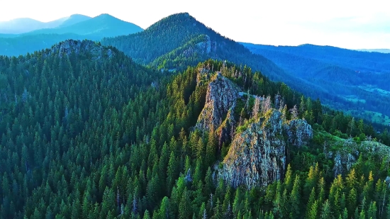 Tree, Range, Willow, Landscape, Mountain, Woody Plant