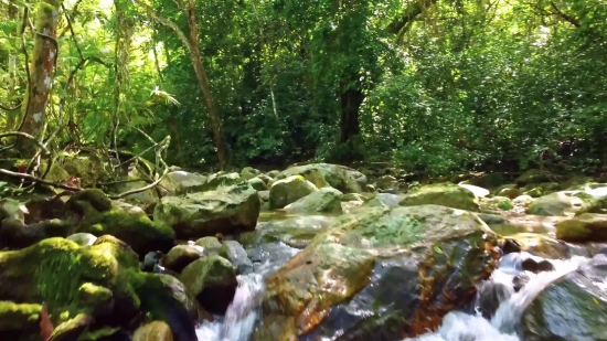 Tree, River, Forest, Stream, Waterfall, Water