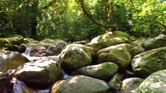 Tree, River, Stone Wall, Forest, Landscape, Water