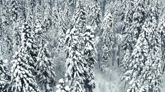 Tree, Snow, Winter, Forest, Birch, Cold