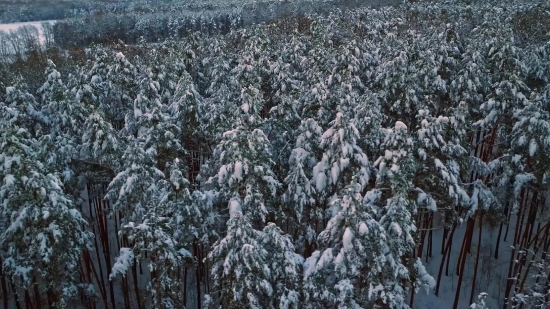 Tree, Snow, Woody Plant, Winter, Forest, Cold