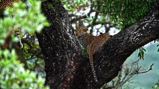 Tree, Starfish, Knoll, Leopard, Echinoderm, Forest