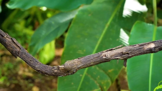 Tree, Walking Stick, Woody Plant, Insect, Plant, Leaf