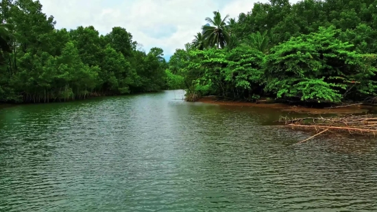 Tree, White Mangrove, Woody Plant, Water, Landscape, Lake