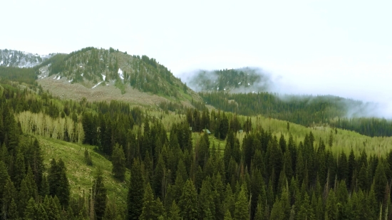 Tree, Willow, Woody Plant, Landscape, Vascular Plant, Forest