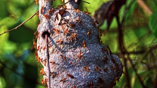 Tree, Woody Plant, Cacao, Vascular Plant, Arbutus, Forest