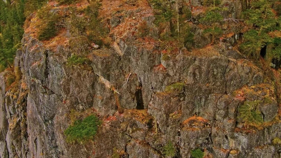 Tree, Woody Plant, Canyon, Landscape, Mountain, Rock