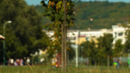 Tree, Woody Plant, Landscape, Autumn, Park, Forest