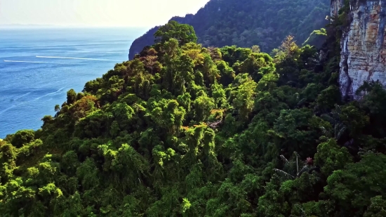 Tree, Woody Plant, Landscape, Mountain, Vascular Plant, Forest