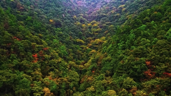 Tree, Woody Plant, Landscape, Mountain, Wilderness, Forest