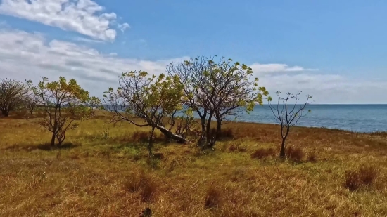 Tree, Woody Plant, Landscape, Sky, Field, Vascular Plant