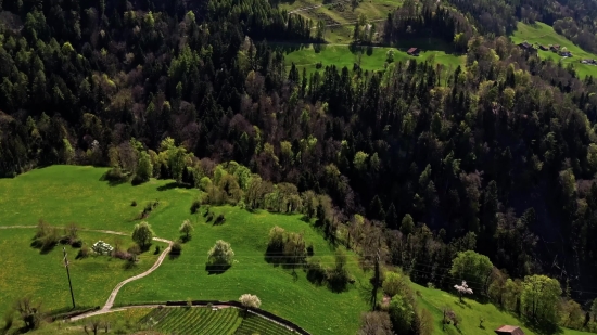 Tree, Woody Plant, Landscape, Vascular Plant, Grass, Mountain