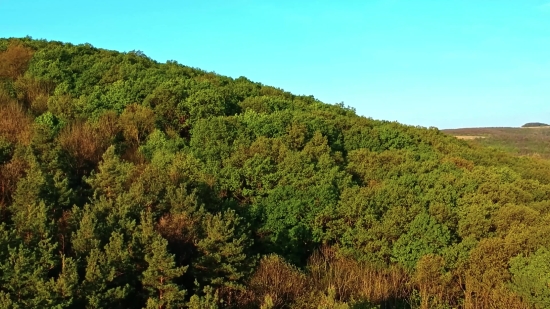 Tree, Woody Plant, Landscape, Vascular Plant, Mountain, Sky