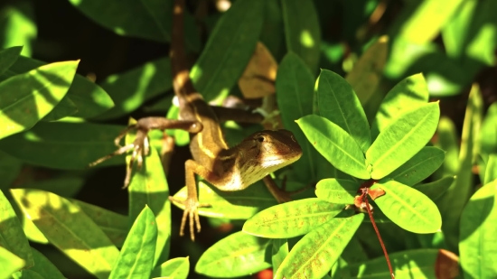 Tree, Woody Plant, Plant, Vascular Plant, White Mangrove, Wildlife