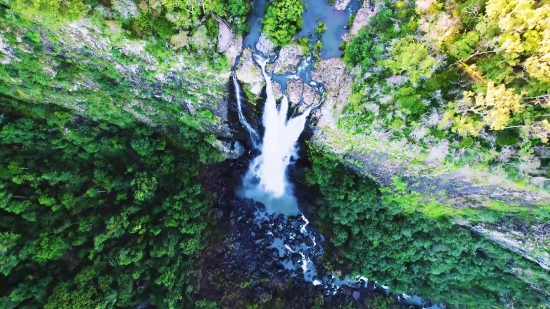 Tree, Woody Plant, River, Forest, Waterfall, Landscape