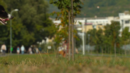 Tree, Woody Plant, Sapling, Landscape, Vascular Plant, Grass