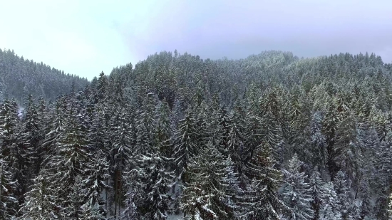 Tree, Woody Plant, Silver Tree, Snow, Forest, Winter