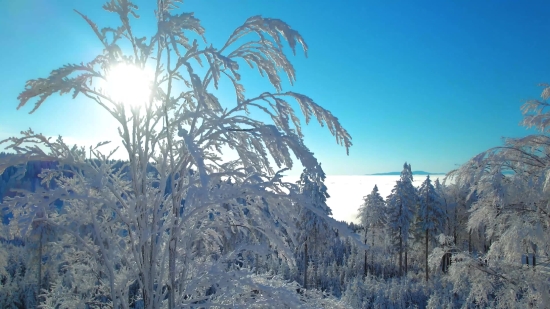 Tree, Woody Plant, Snag, Vascular Plant, Snow, Forest