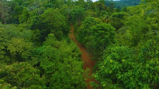 Tree, Woody Plant, Vascular Plant, Forest, Landscape, Plant