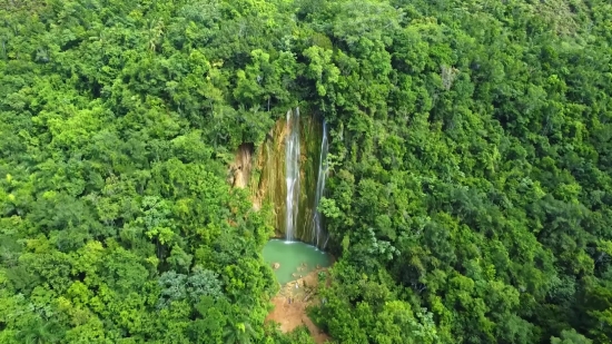 Tree, Woody Plant, Vascular Plant, Forest, Landscape, River