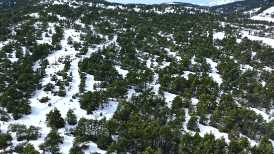 Tree, Woody Plant, Vascular Plant, Forest, Landscape, Snow