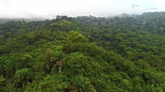 Tree, Woody Plant, Vascular Plant, Landscape, Forest, Mountain