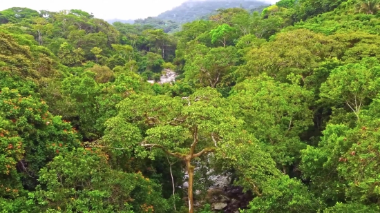 Tree, Woody Plant, Vascular Plant, Landscape, Forest, Mountain