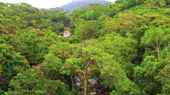 Tree, Woody Plant, Vascular Plant, Landscape, Forest, Mountain