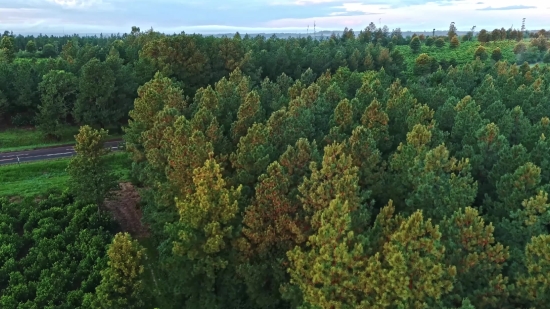 Tree, Woody Plant, Vascular Plant, Landscape, Forest, Trees